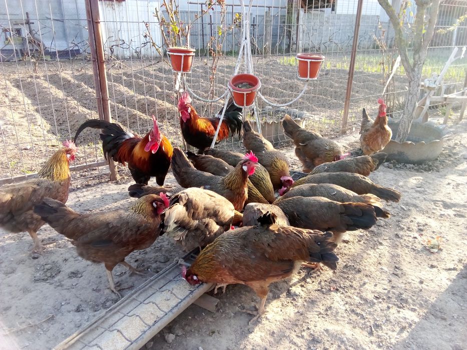 Pui,găini familie italiana potârnichie