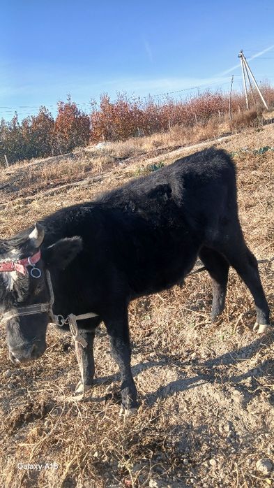 Новослар сотилади месни