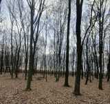 Padure langa Satu Mare 24 arii Ciuperceni