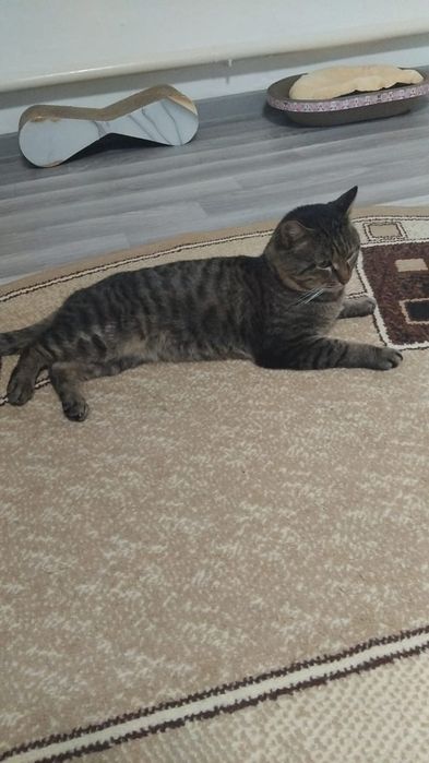 Котик в добрые и любящие ручки