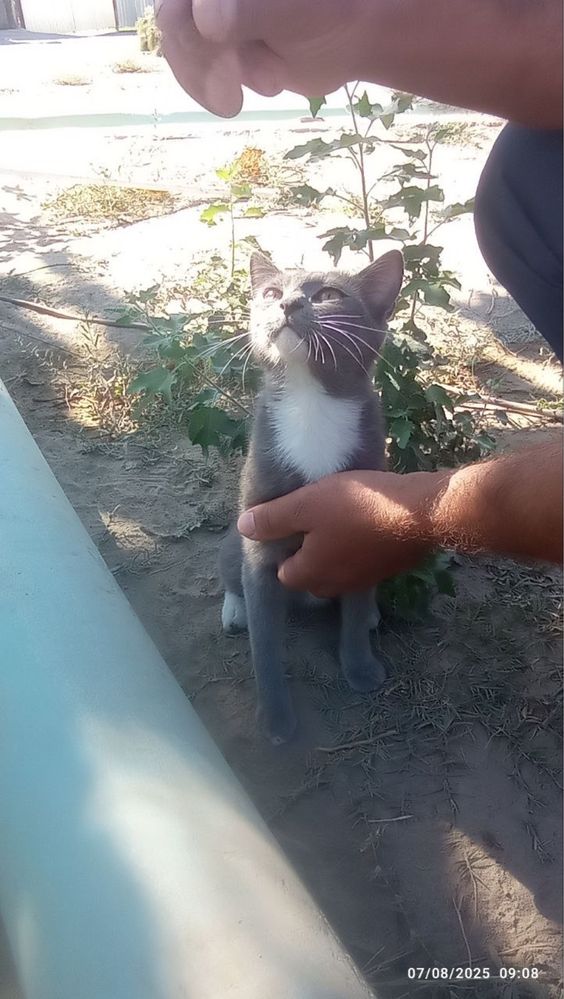 Mushuk chiroyli kõk oq shiringina beozor yosh yoshlikdan mehr bn katta