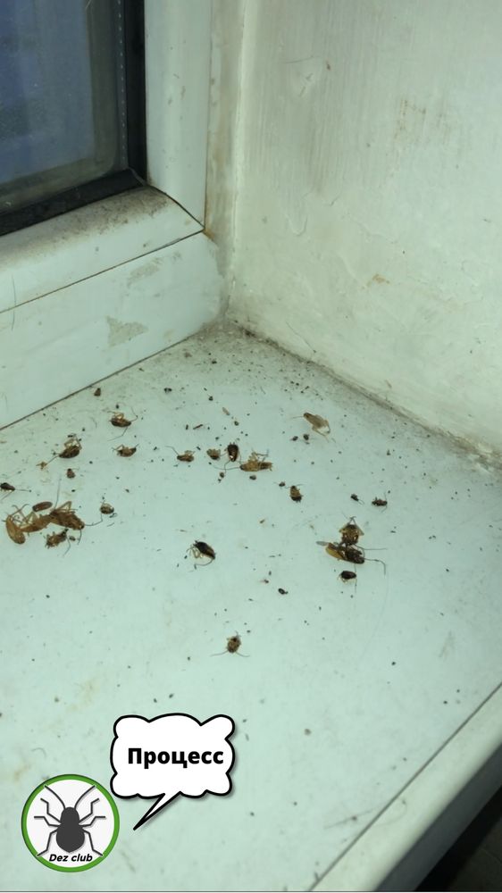 Дезинфекция клопов тараканов мышей блох клещей муравьев