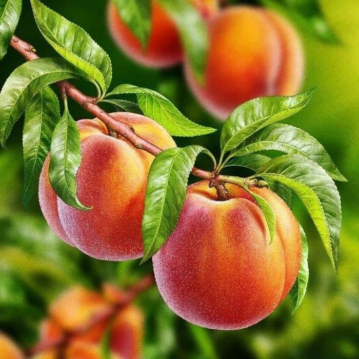 Pomi Fructiferi Pepinieră Autorizată