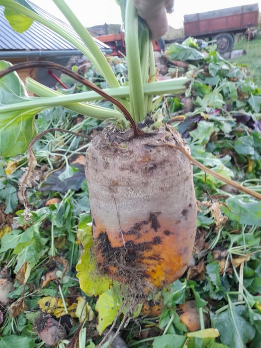 Vând sfeclă furajera