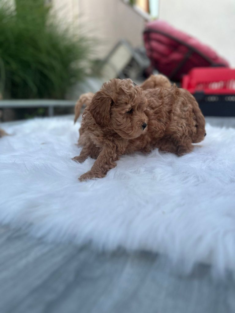 Poodle maltipoo roscat