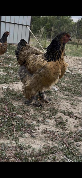 Tineret Brahma ..