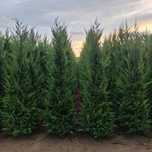 Laur englezesc leleandy tuia smaragd Photinia măslini pon pon Spirale