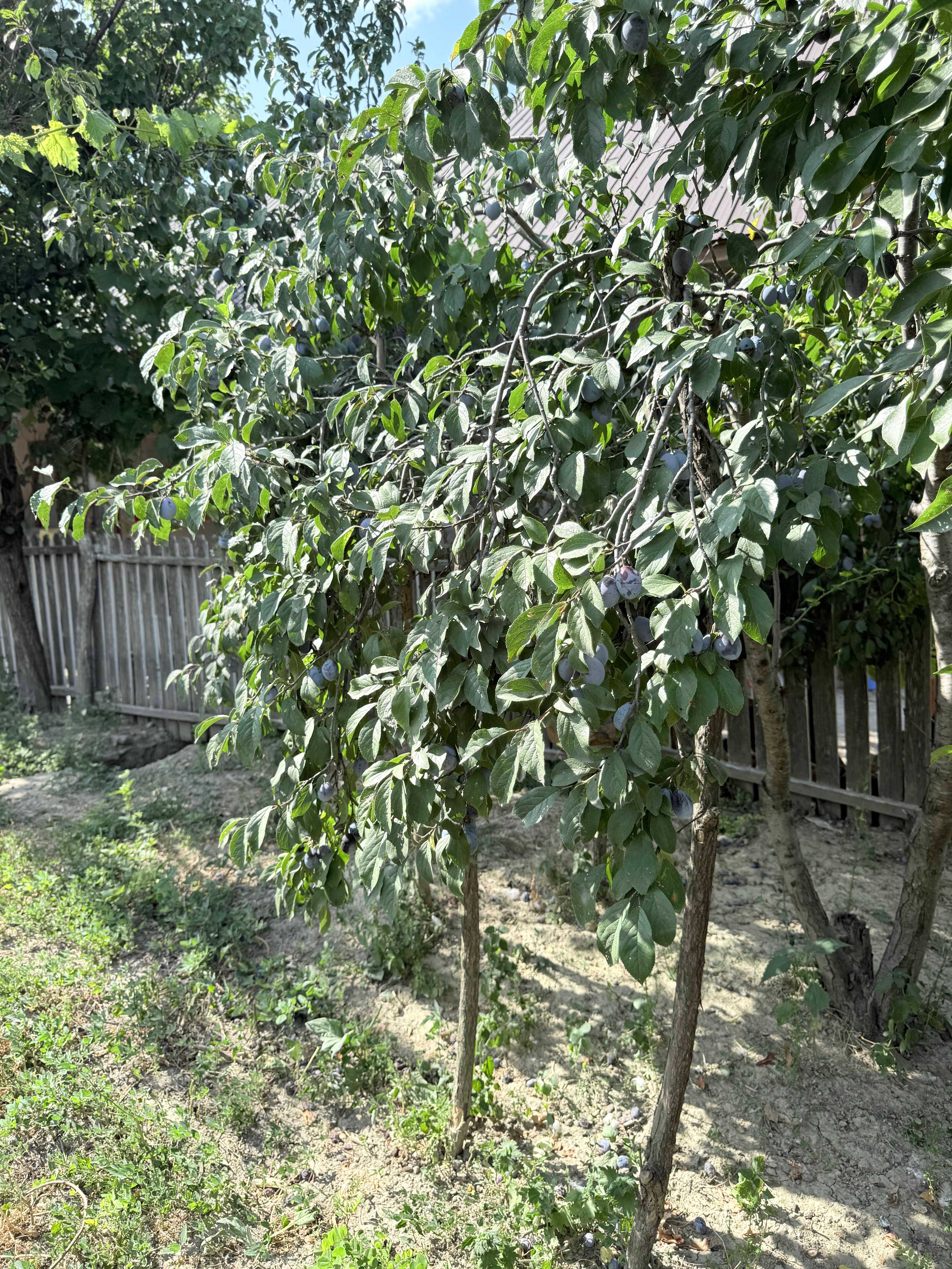 Casă + Teren, sat Bălteni, comuna Probota, jud. Iași