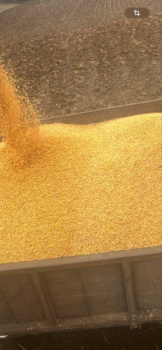 Vand porumb boabe anul 2025