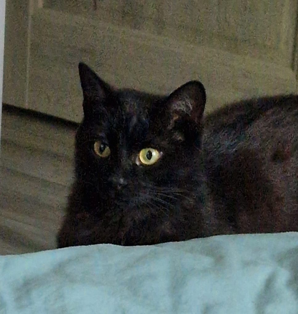 Котёнок ищет дом