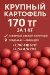 Продам картофель