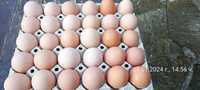 Пресни домашни кокоши яйца