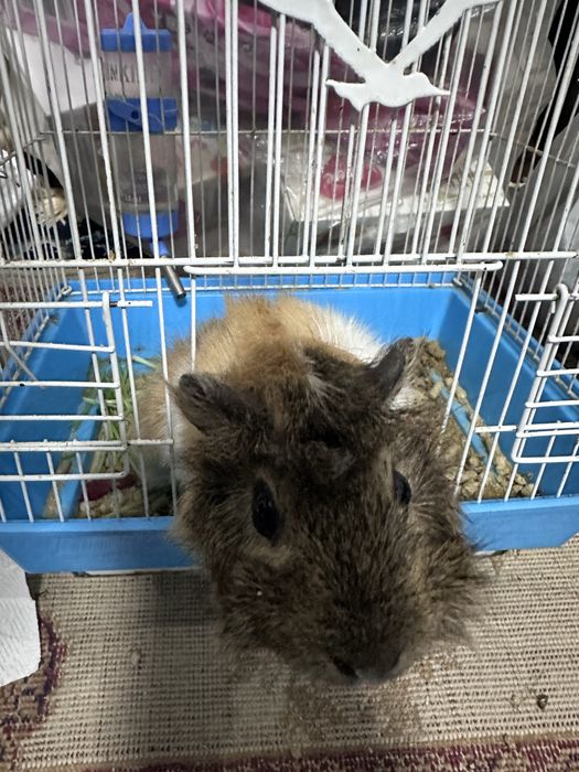 Морская свинка сотилади ,