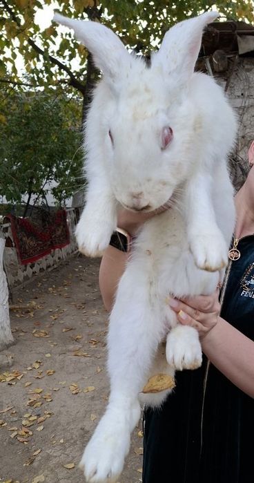 Зайчата на продажу