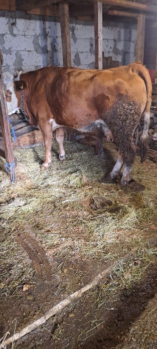 Vind vacă 5ani gestantă