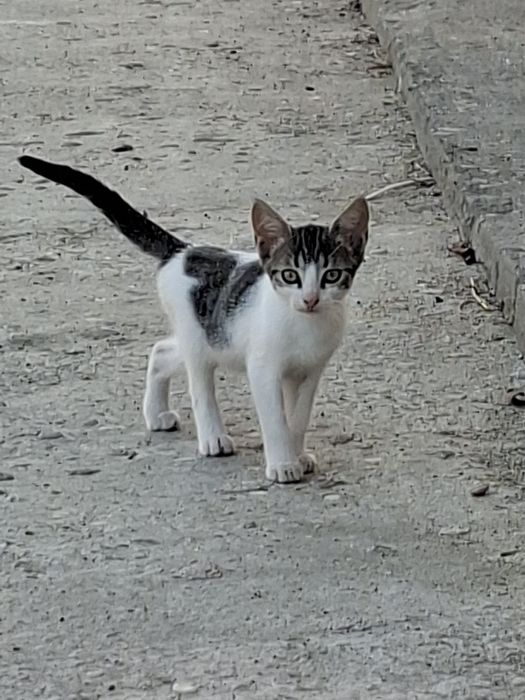 Donez pisici cuminti