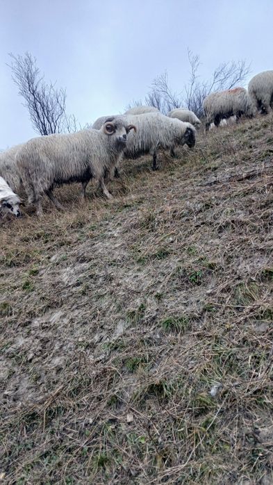 Vând berbec de ținut sa de tăiat