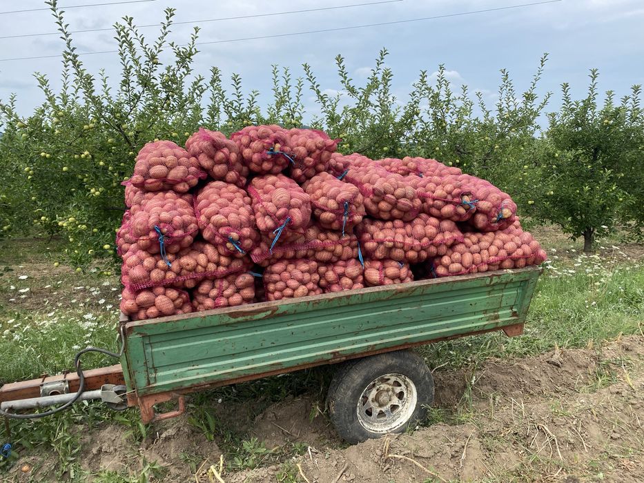 Cartofi consum Bellarosa