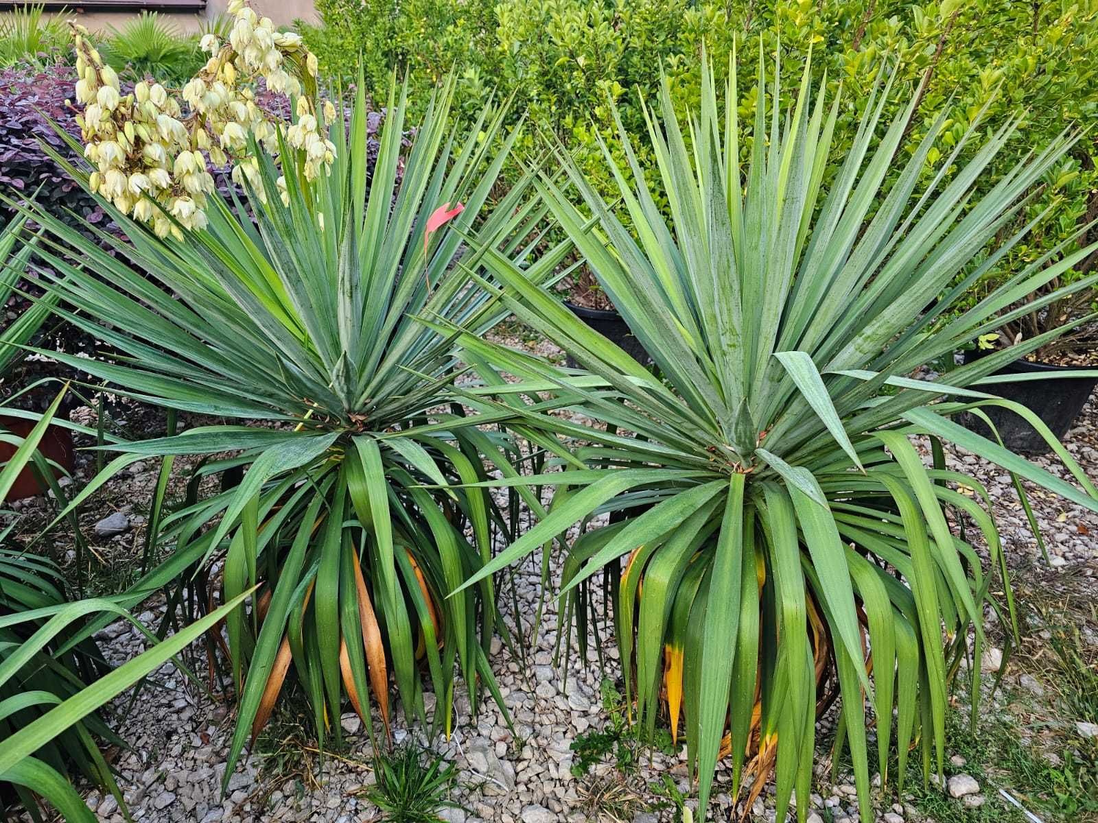 Yucca Plante Ornamentale