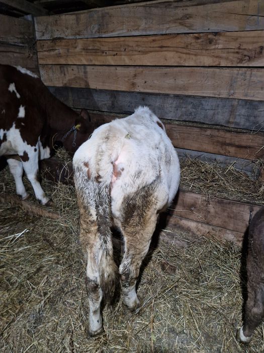 Vand o vitea foarte frumoasa