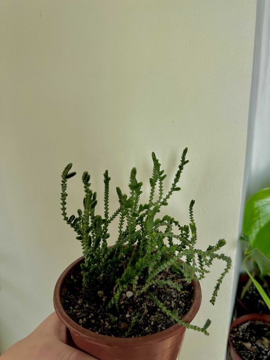 калатея, каланхоэ, крассула