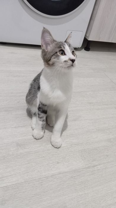 Джентльмен, 5 мес.,обработан, паспорт, лоток +.