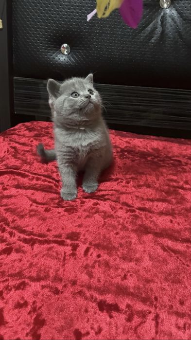 Zotli mushuk, Шотландский скотиш премиум