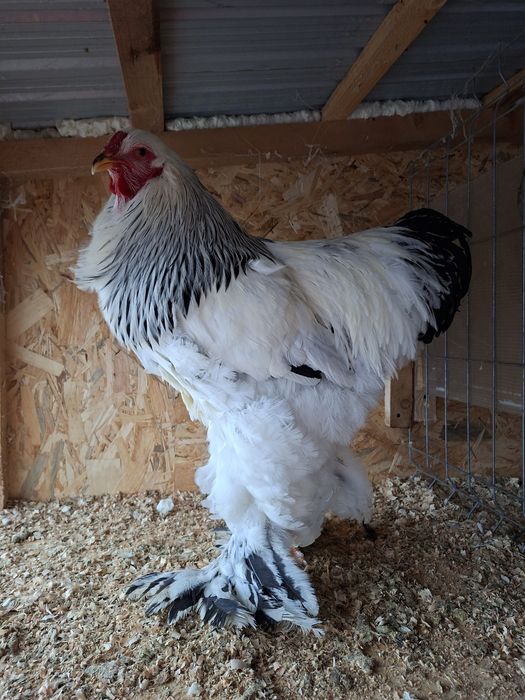 Vând cocoși Brahma HD si Potârnichiu