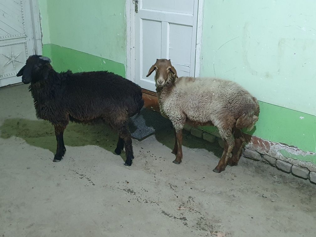 2ta qo'chqorla sotiladi tez va arzon Shofirkonda