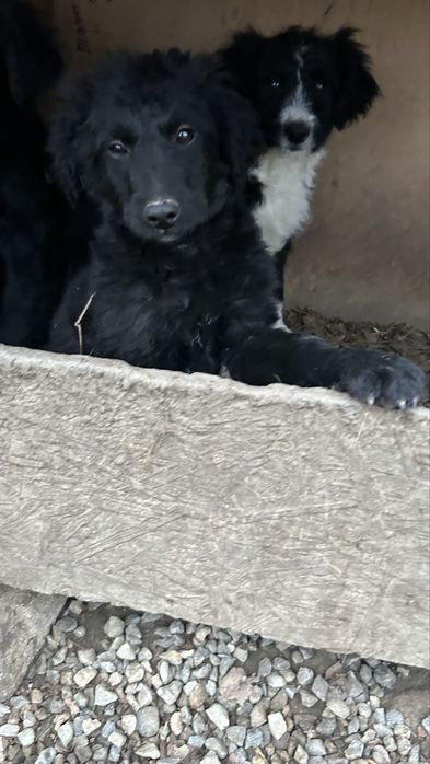 Donez cațelusi jucausi