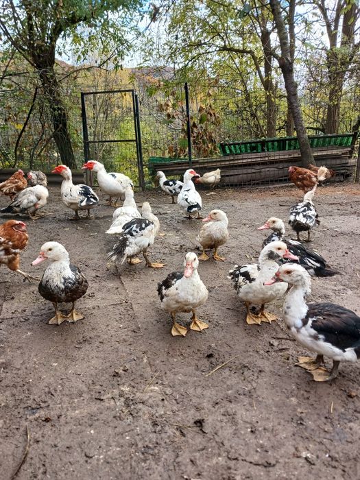 Vând rațe leșești