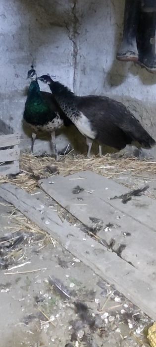 Bir para tovuslar sotiladi