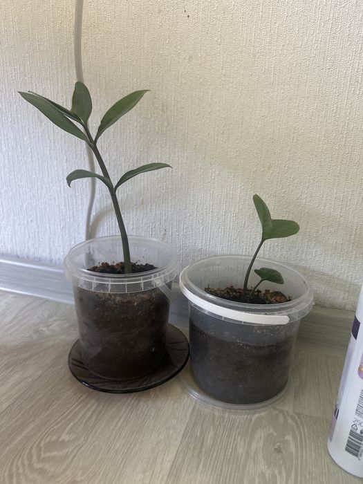 Отростки доллорового дерева