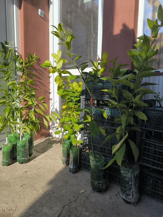 Лимон и грепфрут, мандарина лимонови дървета студоустойчиви даващи пло