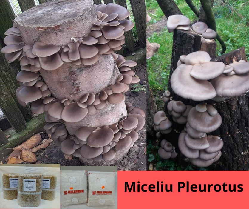 Miceliu pentru Pleurotus (Burete de Fag)