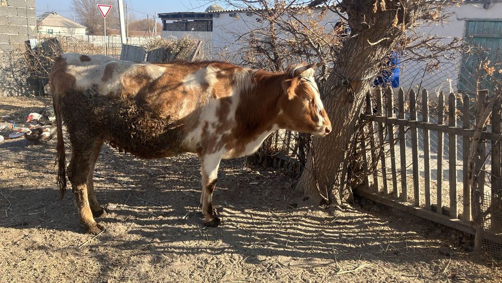 Молочная корова 5 годовалая