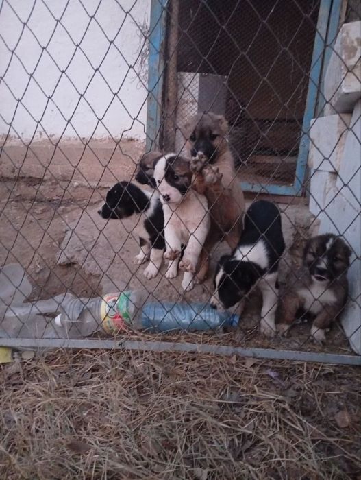 Chopon gidiklar sotiladi