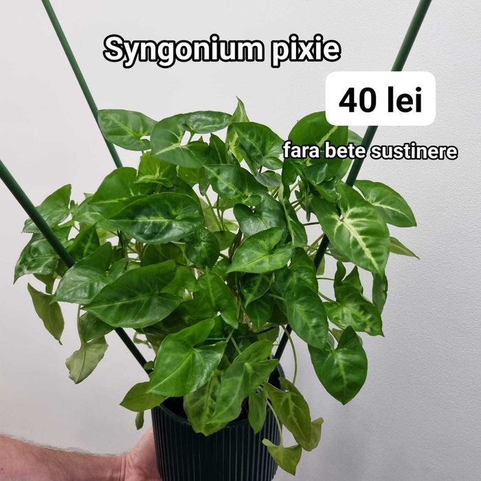 Plante interior, inradacinate Monstera, Pilea, Philodendron & altele