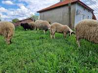 овце и агнета цена 10 лв на кг