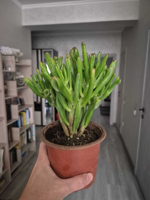 Крассула "Коралл"