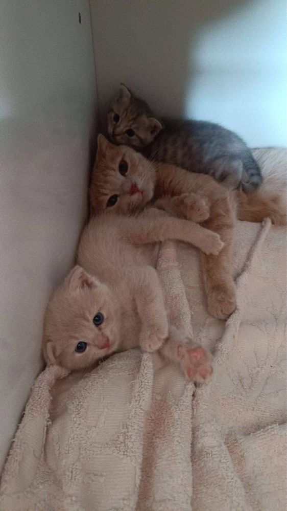 Котята от правильной вязки