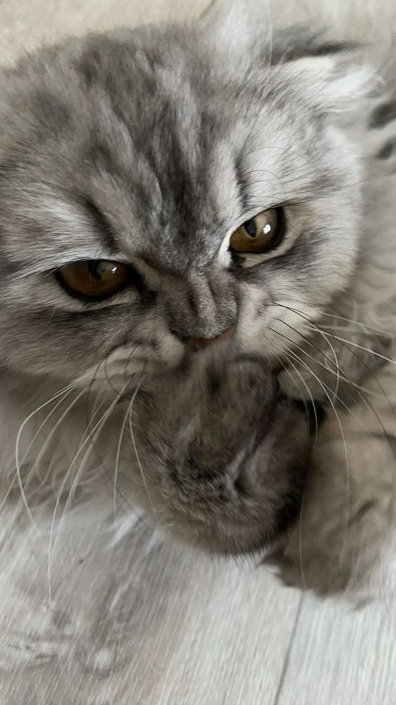 Нужна кошка для вязки