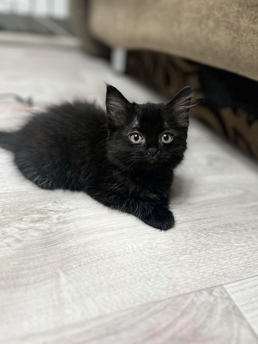 Милая кошечка ищет дом