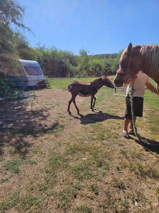 Iapa grea 2 ani si 8 luni