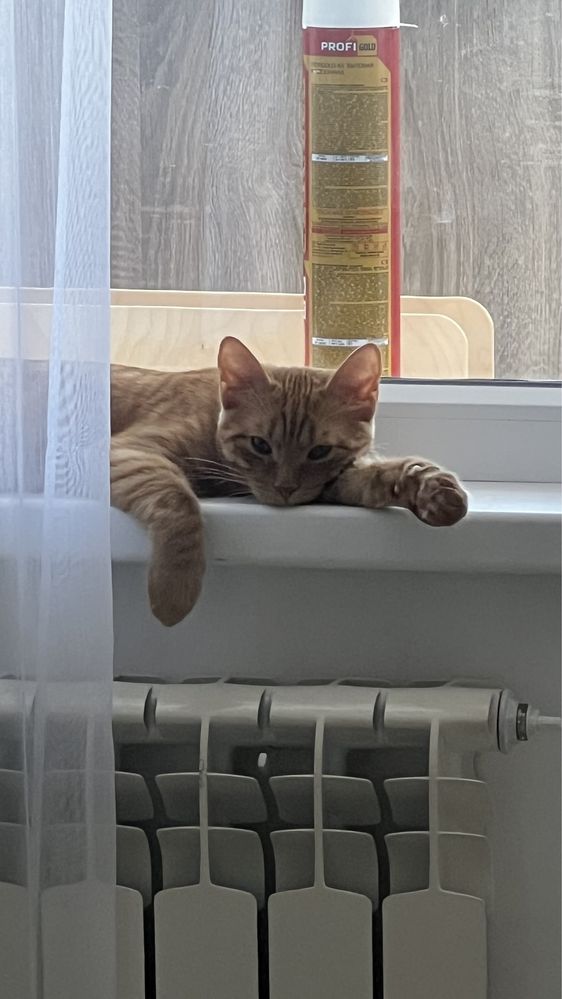 Красивый рыжий котик