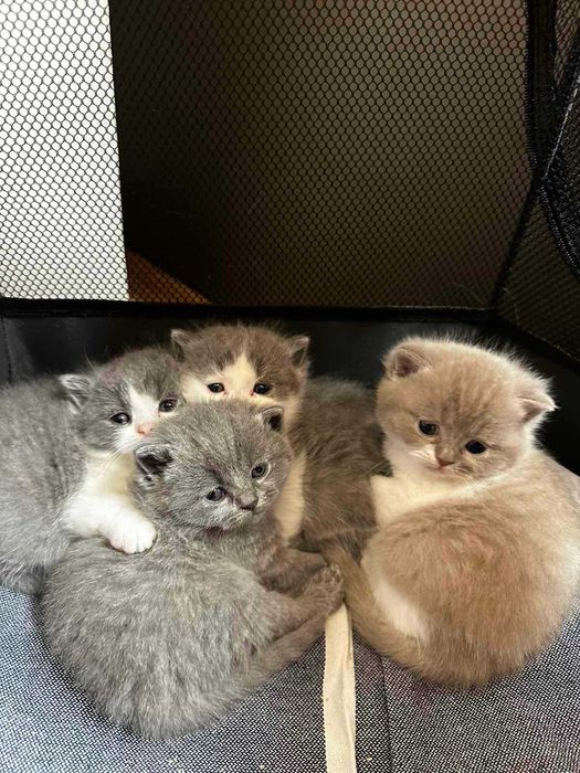 Британска късокосместа