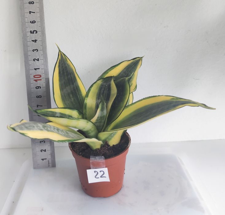 Sansevieria 2 bucati