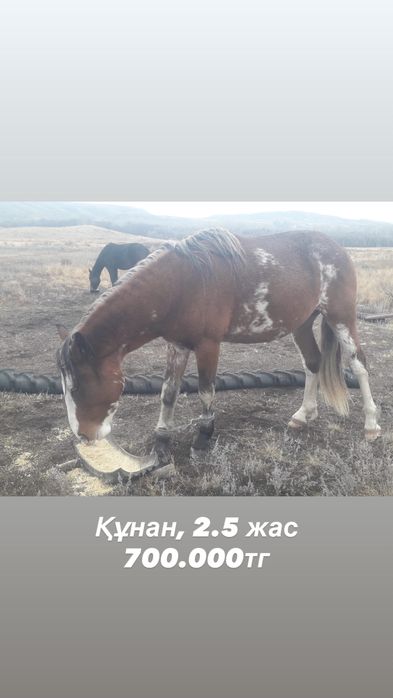 Бие, тай, кунан жылкы сатылады