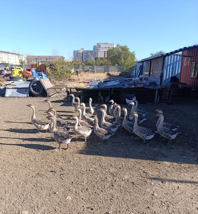 Продаются гуси 6 месяцев