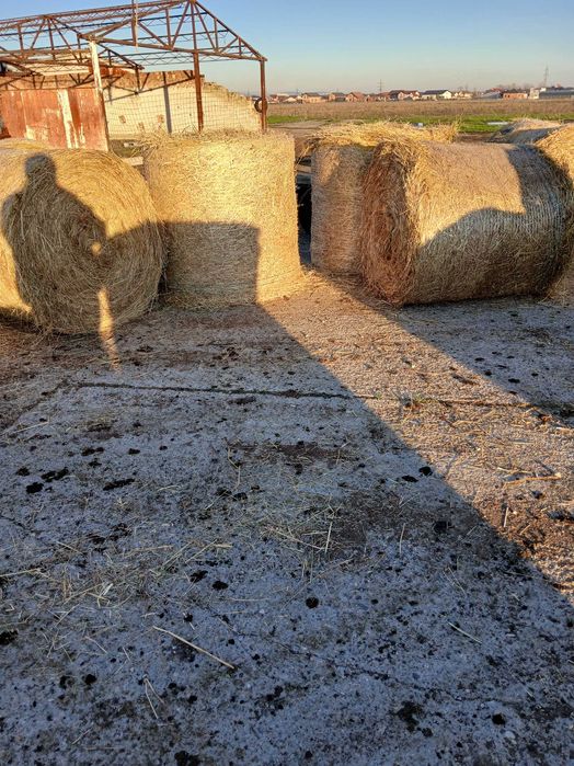 Balotii de fin  rotunzi